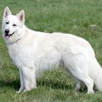 Белая швейцарская овчарка: плюсы и недостатки породы