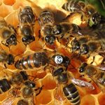 Порода пчел Карника: особенности, плюсы и минусы