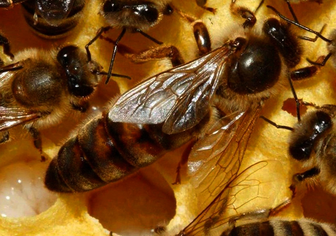 Пчела Карника (матка)