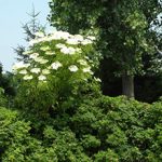 Выращивание бузины в саду: плюсы и минусы