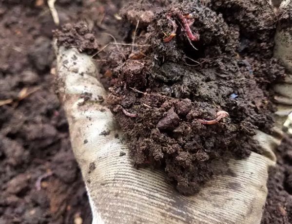 Почва после использования люпина как сидерат