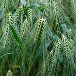 Пшеница как сидерат: применение, плюсы и минусы