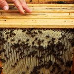 Узковысокая рамка для пчел: особенности, плюсы и минусы