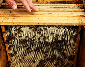 Узковысокая рамка для пчел: особенности, плюсы и минусы