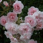 Корнесобственные розы: плюсы и минусы выращивания