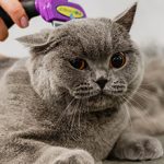 Стрижка котов: стоит ли делать, плюсы и минусы